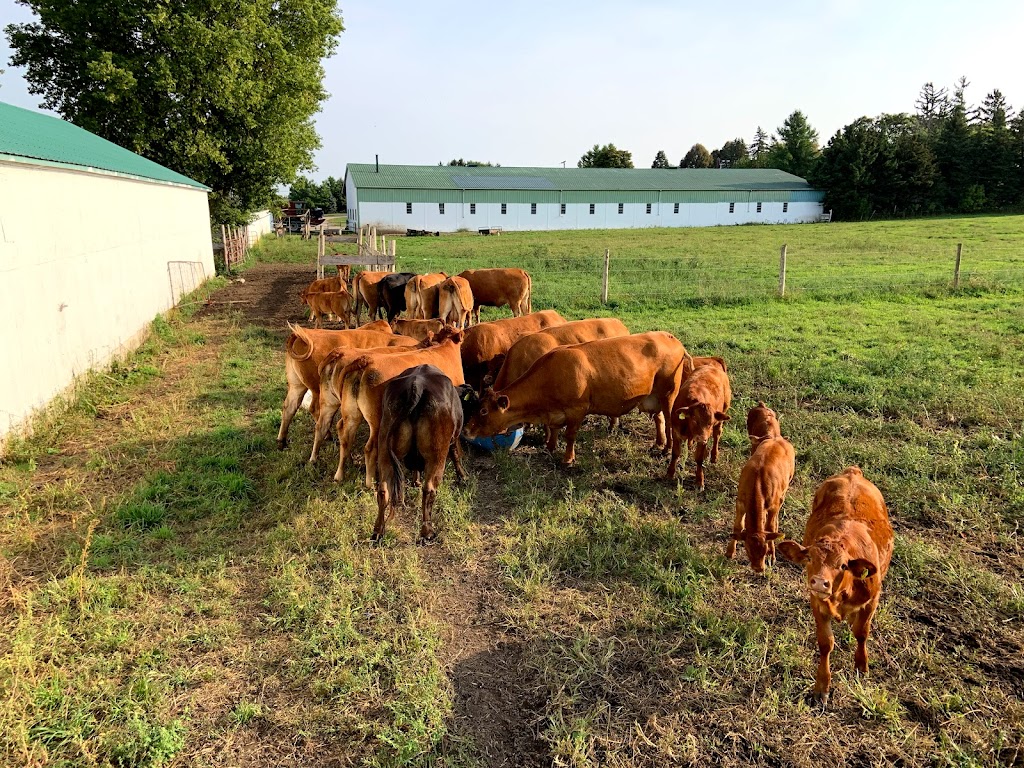 Bow Park Farm Limousin Cattle | 140 Oxbow Rd, Brantford, ON N3T 5L6, Canada | Phone: (905) 483-5161