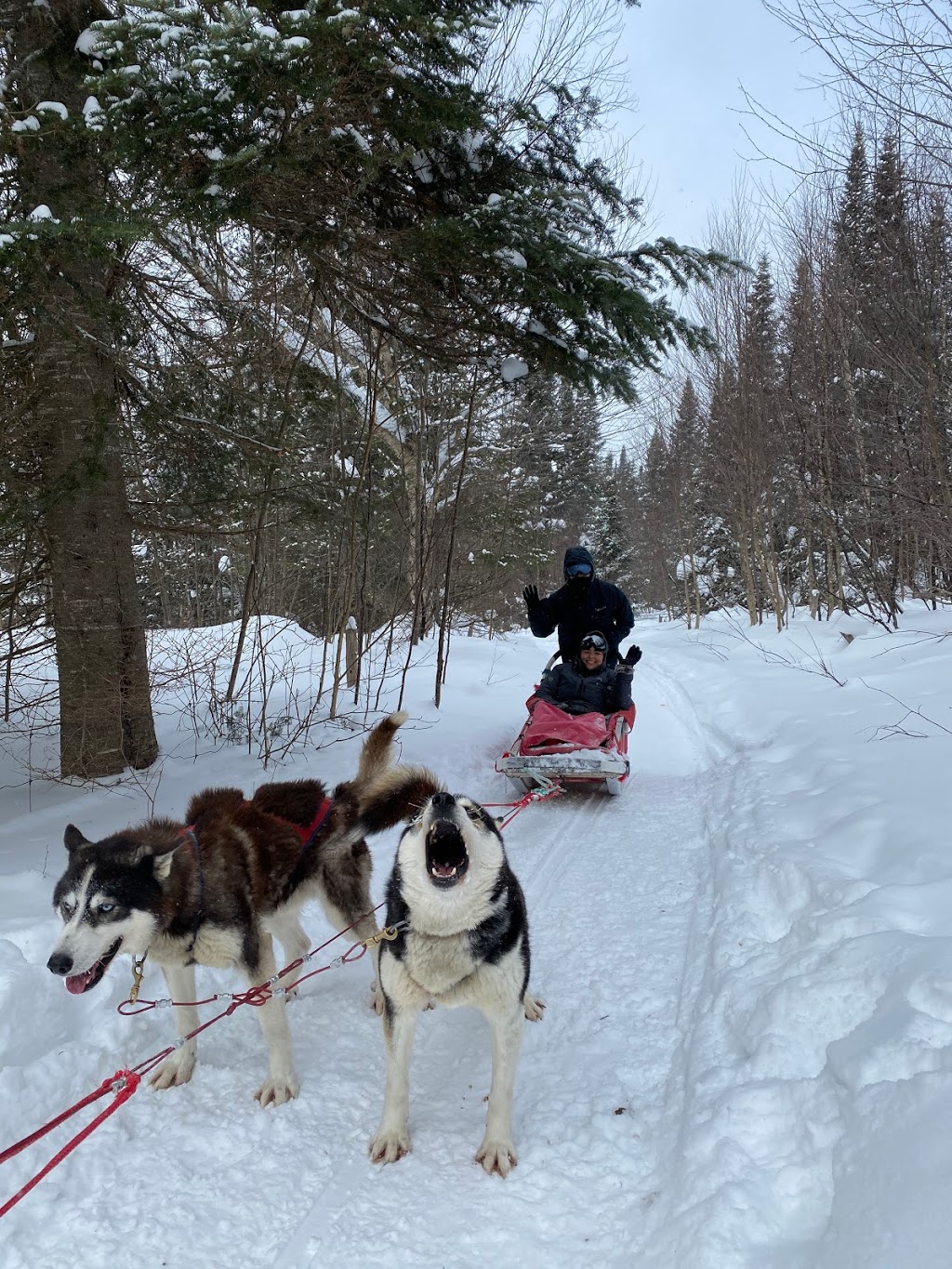 Mountain Adventure Dogsledding | 150 Chemin Val Mont, Val-des-Lacs, QC J0T 2P0, Canada | Phone: (819) 681-4853