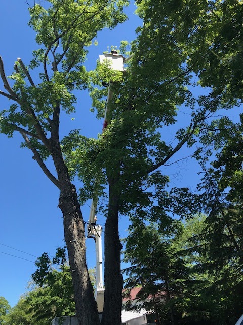 Ken Gilbert Bucket Truck Service | 18905 Nova Scotia Trunk 2, Nappan, NS B0L 1C0, Canada | Phone: (902) 669-0646