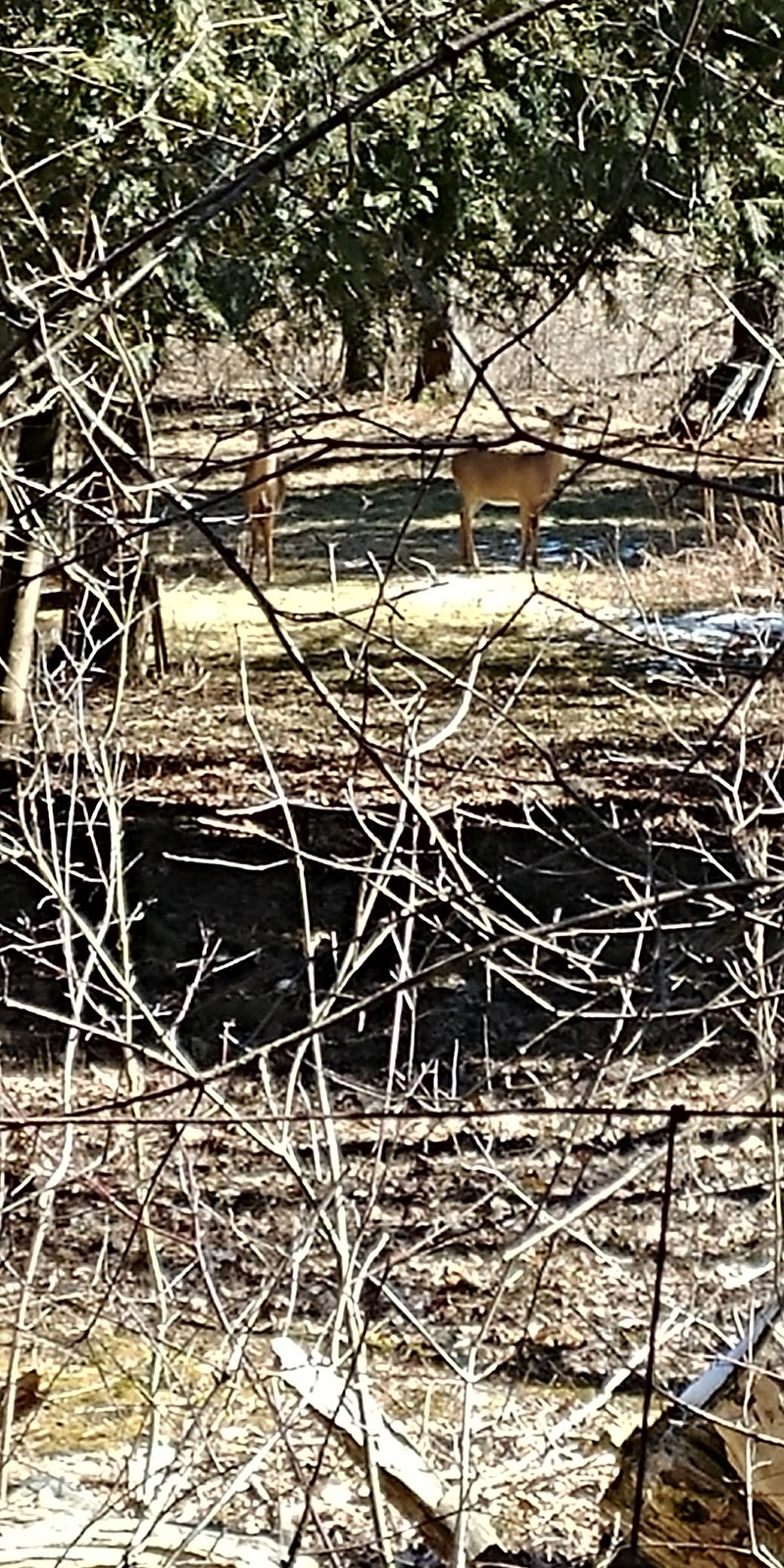 Carisbrook Drive Natural Area | Bridgeport North, Kitchener, ON N2K, Canada