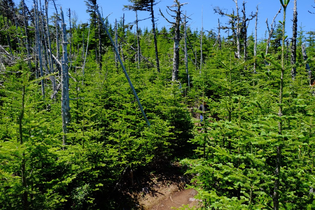 East Coast Trail | Logy Bay-Middle Cove-Outer Cove, NL A1A 5V5, Canada