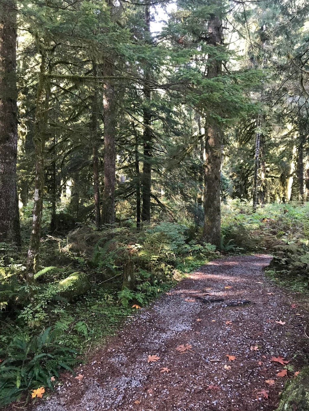 Seymour Valley Trail | Seymour Valley Trailway, North Vancouver, BC V7K 3B2, Canada