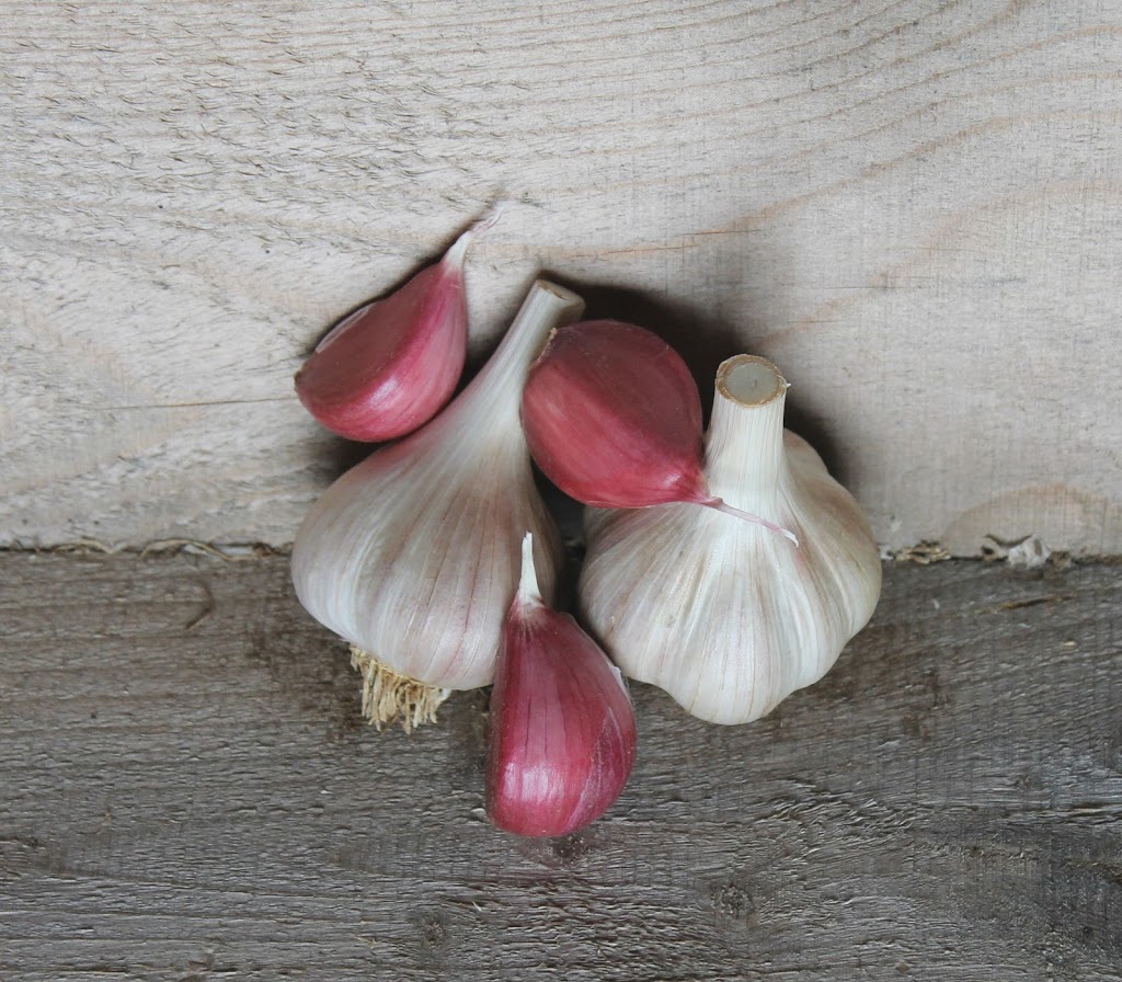 Turner Brook Garlic Farm | 3444 McNally Rd, Berwick, NS B0P 1E0, Canada | Phone: (902) 538-1449