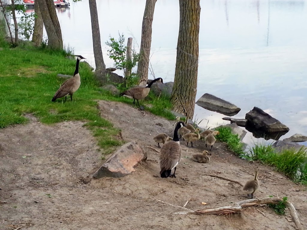 Couvée Islands Bird Sanctuary | Saint-Lambert, QC J4S, Canada