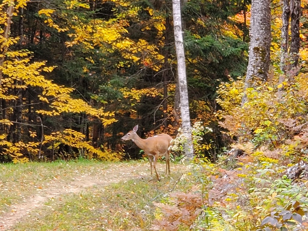 Golf Le Diable | 110 Chemin de lAlbatros, Mont-Tremblant, QC J8E 1S1, Canada | Phone: (819) 681-5469