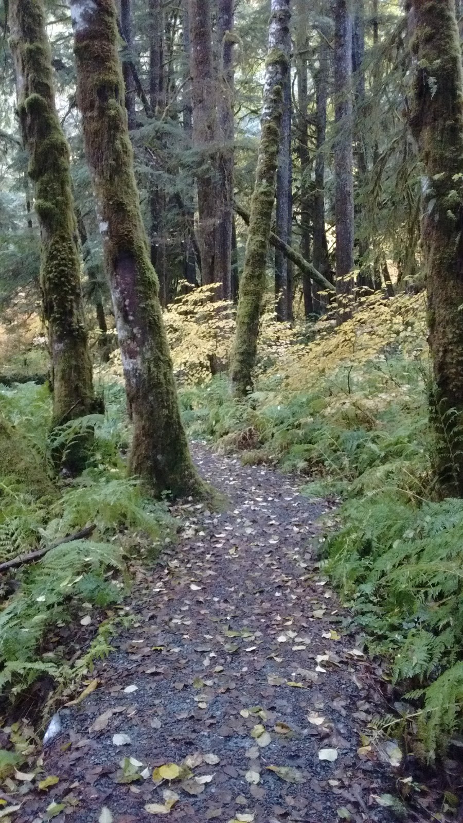 Swamp Lantern Trail_Alice Lake Provicial Park | Squamish, BC V0N 1H0, Canada