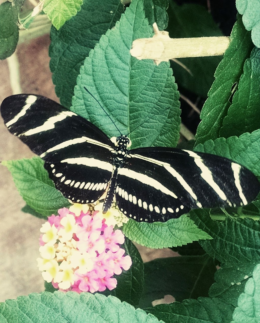 Butterfly Conservatory Visitors Parking | Unnamed Road, Niagara Falls, ON L2E, Canada