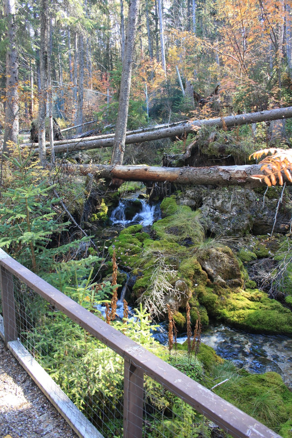 Raven Brood Trout Station | Caroline, AB T0M 0M0, Canada | Phone: (403) 722-2180