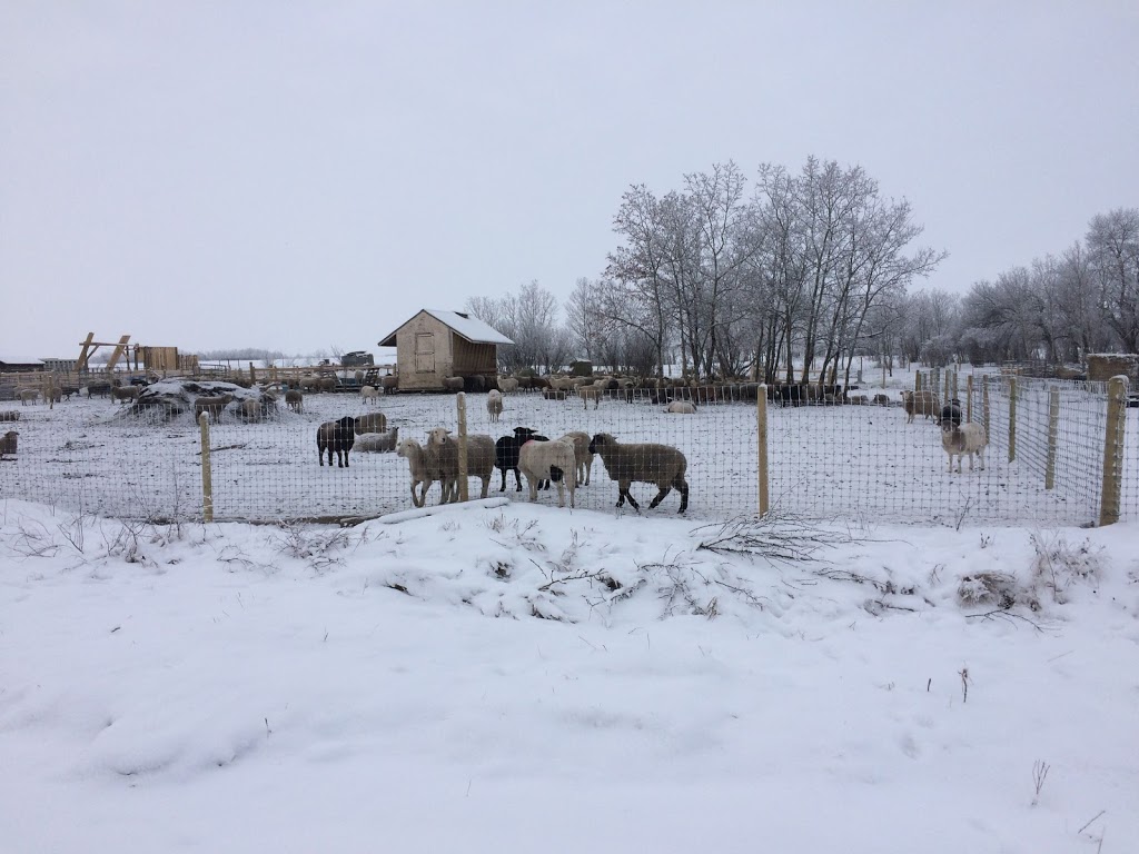 The Sheep Ranch Life | 46316 Range rd 184 Box 9, Ohaton, AB T0B 3P0, Canada | Phone: (780) 678-4661