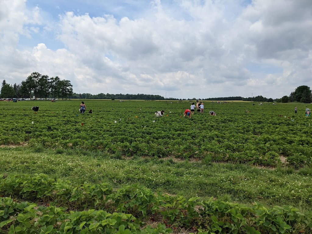 Heemans - Pick Your Own Strawberry Patch | 20298 Nissouri Rd, Thorndale, ON N0M 2P0, Canada | Phone: (519) 461-1416