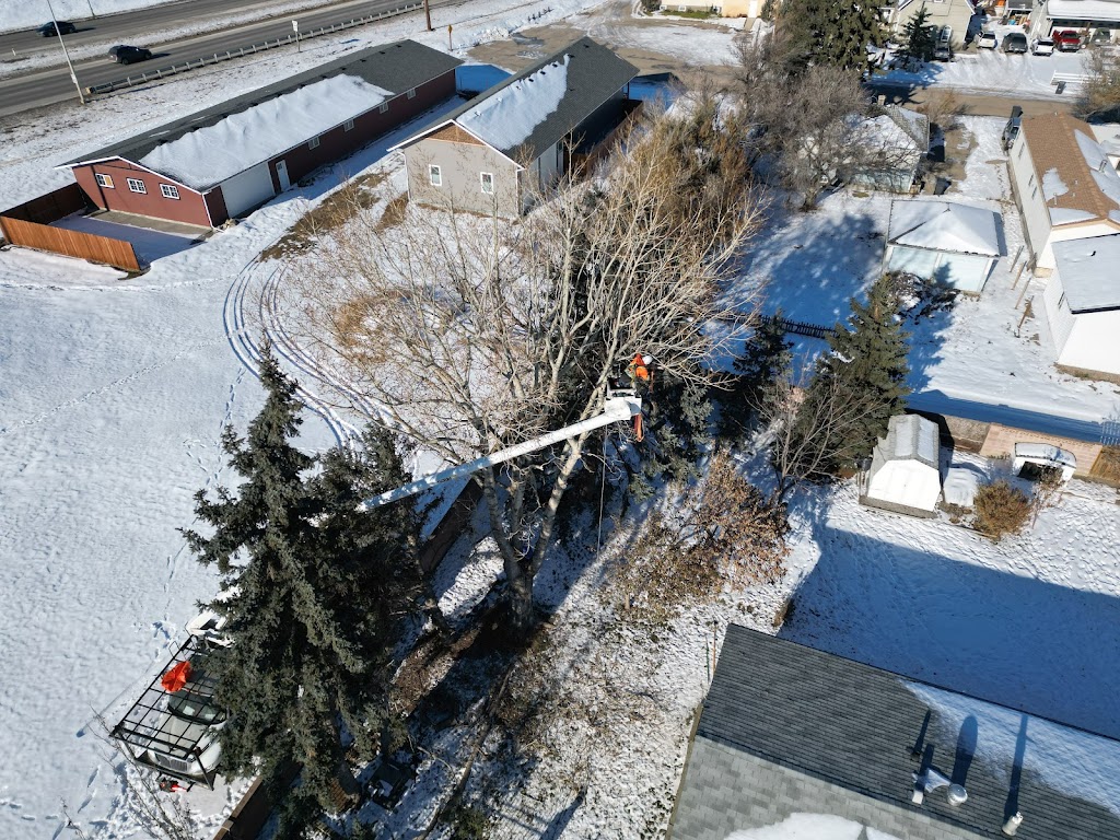 Rosscos Tree Service & Contracting Ltd. | 401 Clark Ave, Lethbridge, AB T1K 8H4, Canada | Phone: (403) 327-2201