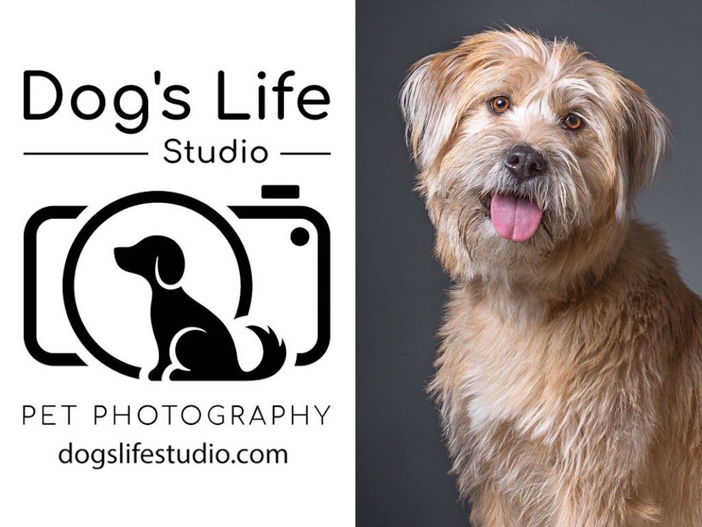 Dogs Life Studio Pet Photography | 16 Whalen Ct, Richmond Hill, ON L4C 9T5, Canada | Phone: (416) 737-3708