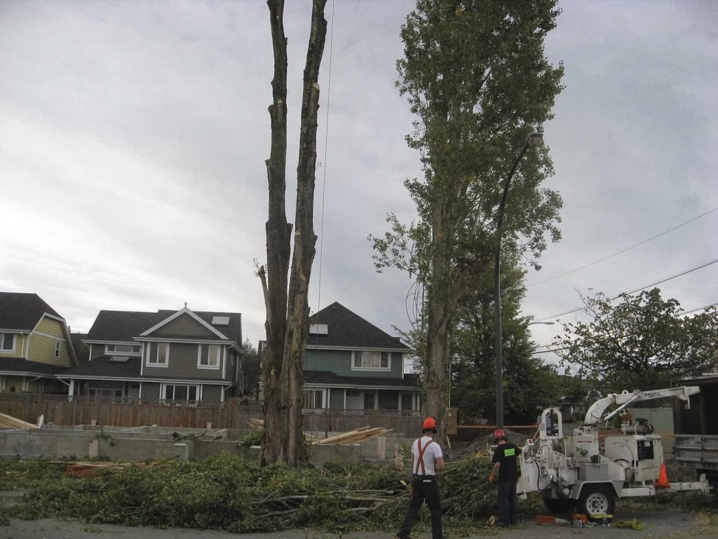Wilson Tree Care | 5551 Admiral Way #99, Delta, BC V4K 0C9, Canada | Phone: (604) 940-2897