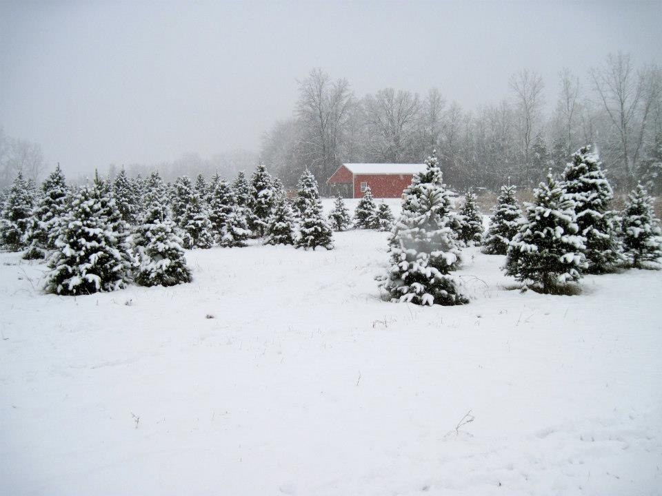 Shea Christmas Tree Farm | 6214 Shea Rd, Marine City, MI 48039, USA | Phone: (810) 765-5882