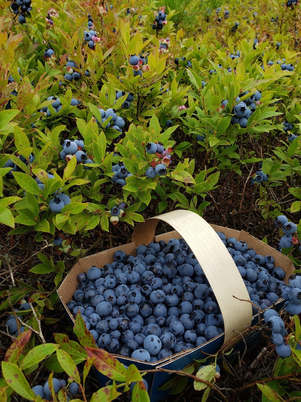 Bleuetière Touristique St François de Sales | Chem. de la Bleutière, Saint-François-de-Sales, QC G0W 1M0, Canada | Phone: (418) 637-5283