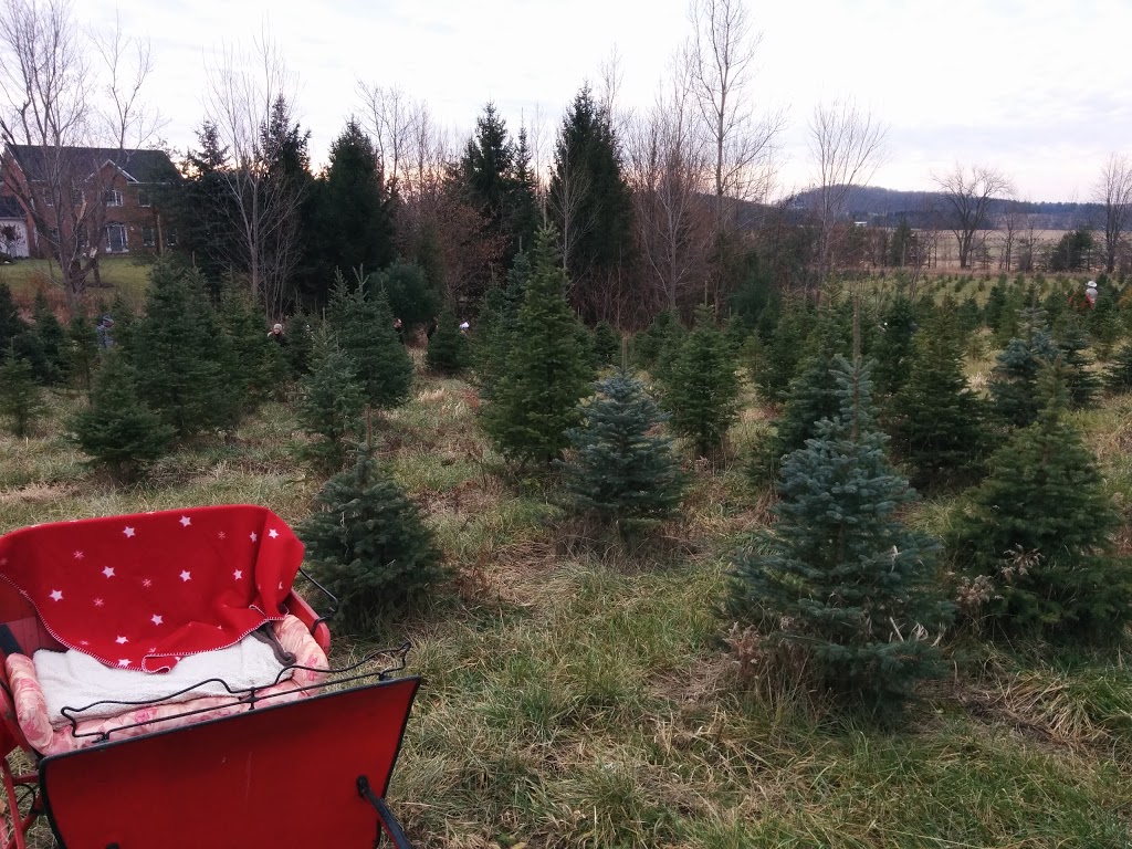 Kroes Christmas Tree Farm | 1903 Perth Line 43, Perth East, ON N3H 3Z5, Canada | Phone: (519) 276-7034