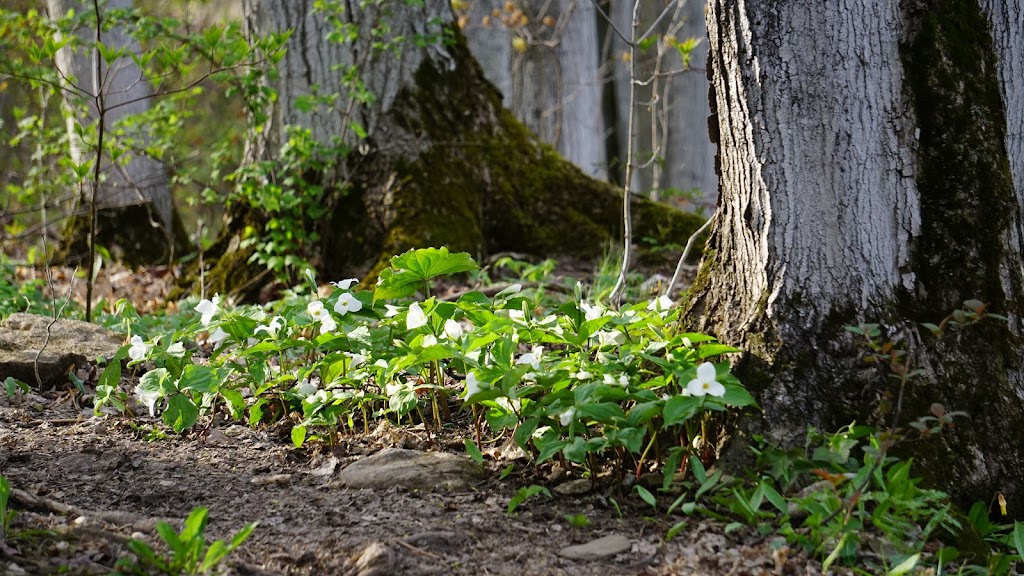 Birks Natural Heritage Consultants, Inc. | 23 Herrell Ave, Barrie, ON L4N 6T5, Canada | Phone: (705) 790-1285