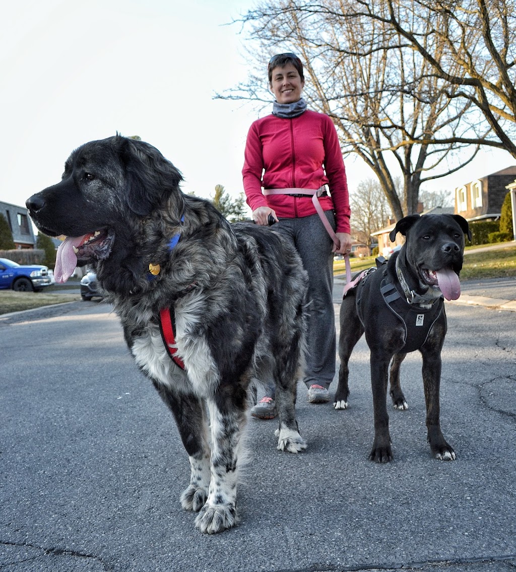 Julie Brousseau - Dog Harmonies Canines | 273 Rue Notre Dame, Maniwaki, QC J9E 2J9, Canada | Phone: (819) 744-7949