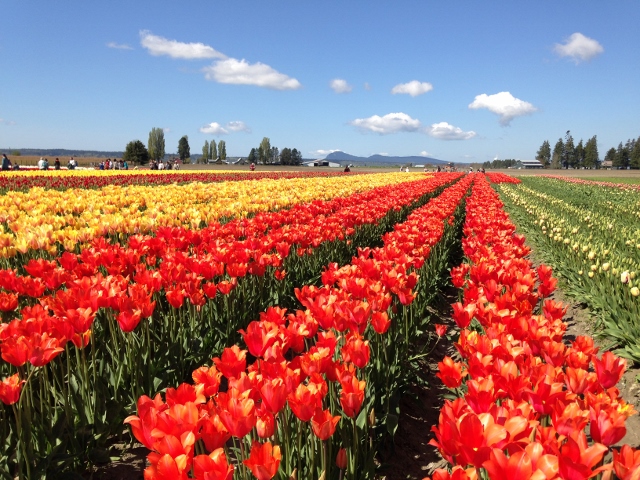 Find Local Foods Canada | 24 Tottenham Rd, Alliston, ON L9R 1Z2, Canada | Phone: (289) 970-0333