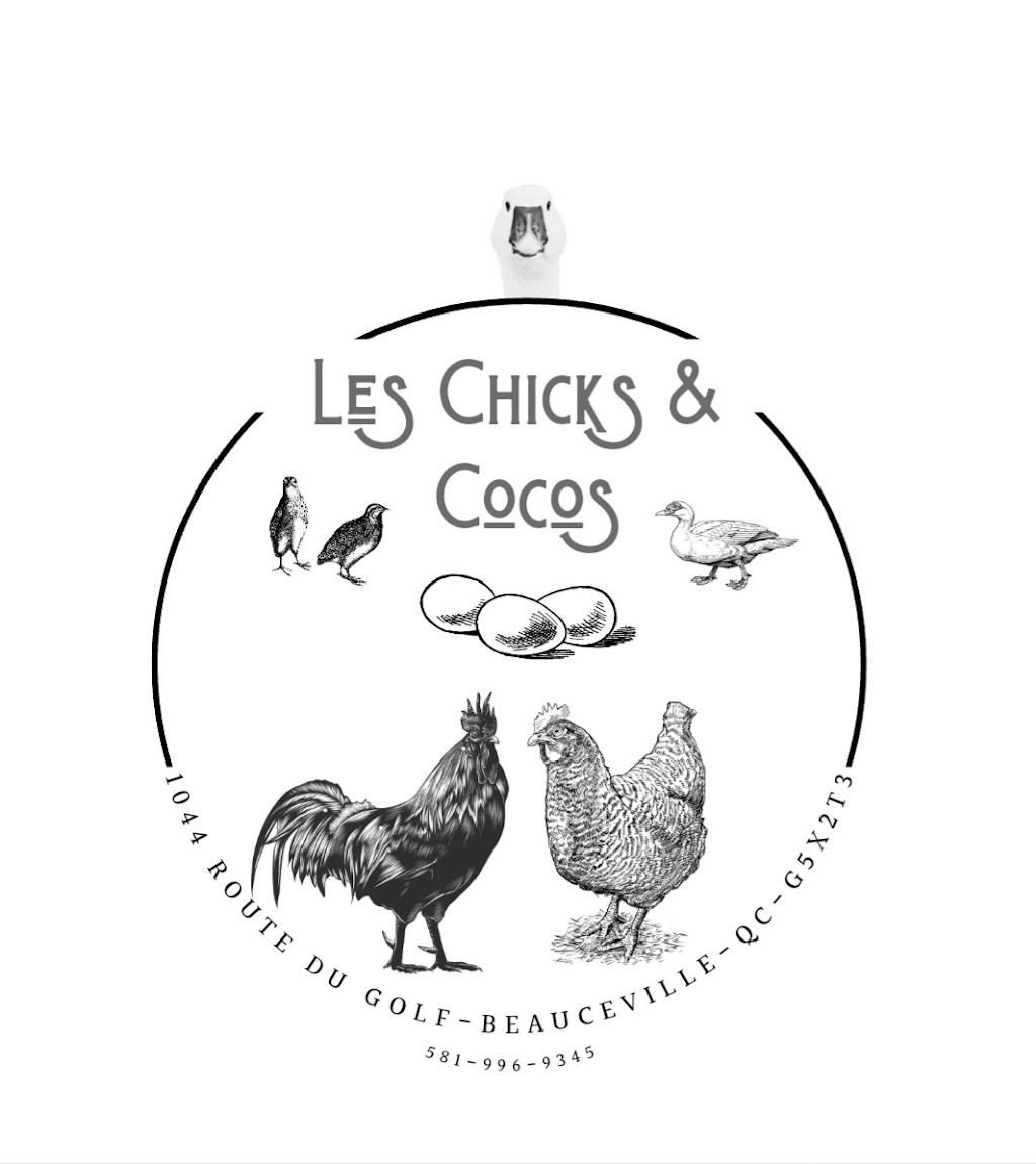 Les Chicks & Cocos | 1044 Rte du Golf, Beauceville, QC G5X 2T3, Canada | Phone: (581) 996-9345