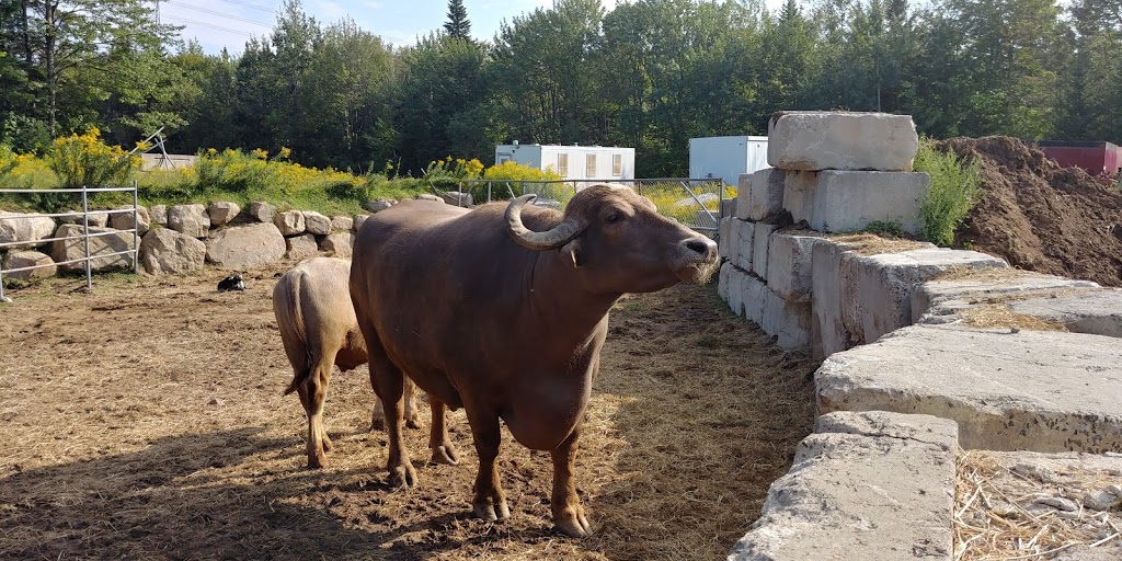 Buckaroo Stadium | 1181 Rue Gaudar, Québec, QC G3J 0B7, Canada