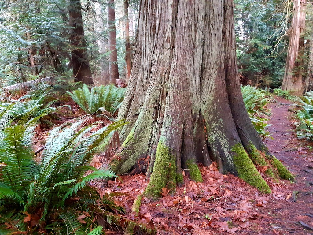 Fillongley Provincial Park | Denman Island, BC V0R 1T0, Canada | Phone: (800) 689-9025