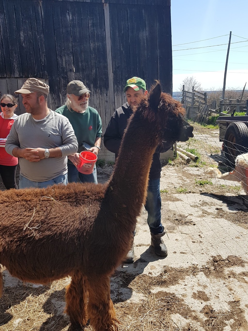 Lobo Loco Alpacas | 800 Townline Rd, Sheguiandah, ON P0P 1W0, Canada | Phone: (705) 968-0073