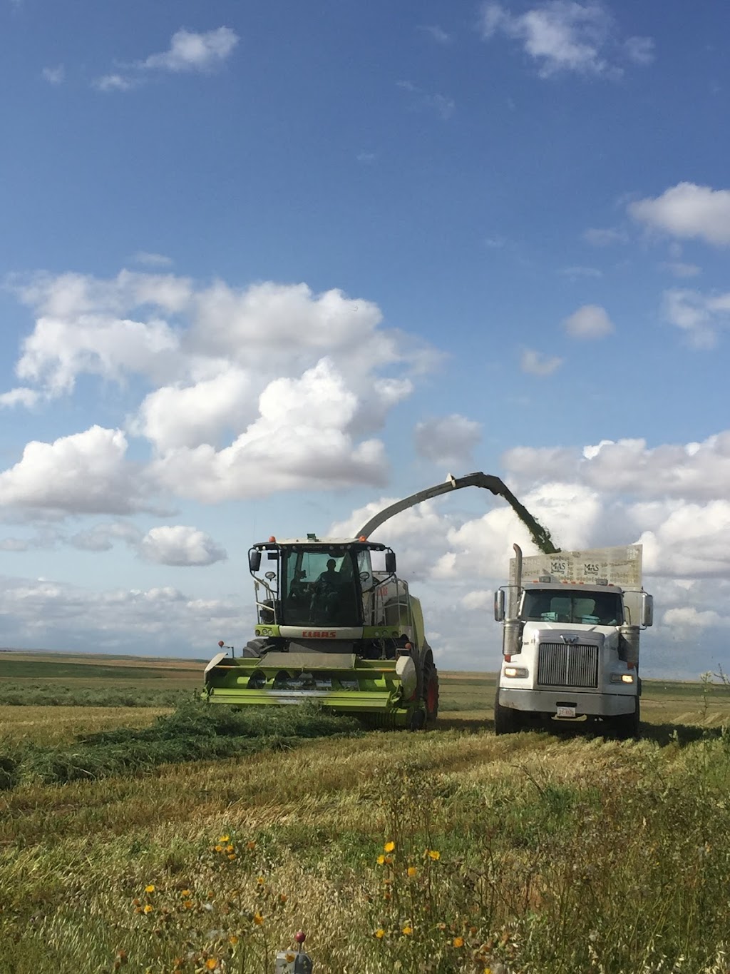 Wheatcrest Farms & Processing | Township Rd 160, Alberta T0L 1G0, Canada | Phone: (403) 792-3696