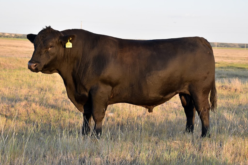 Gurney Land & Livestock | 85010 Range Rd 250, Fort Macleod, AB T0L 0Z0, Canada | Phone: (403) 308-2473