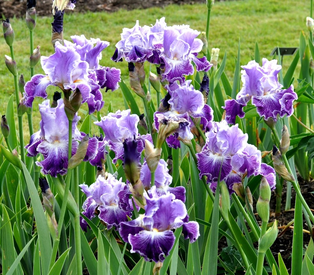 Hillside Irises | 2242 Ferko Rd, Cawston, BC V0X 1C2, Canada | Phone: (250) 499-1977