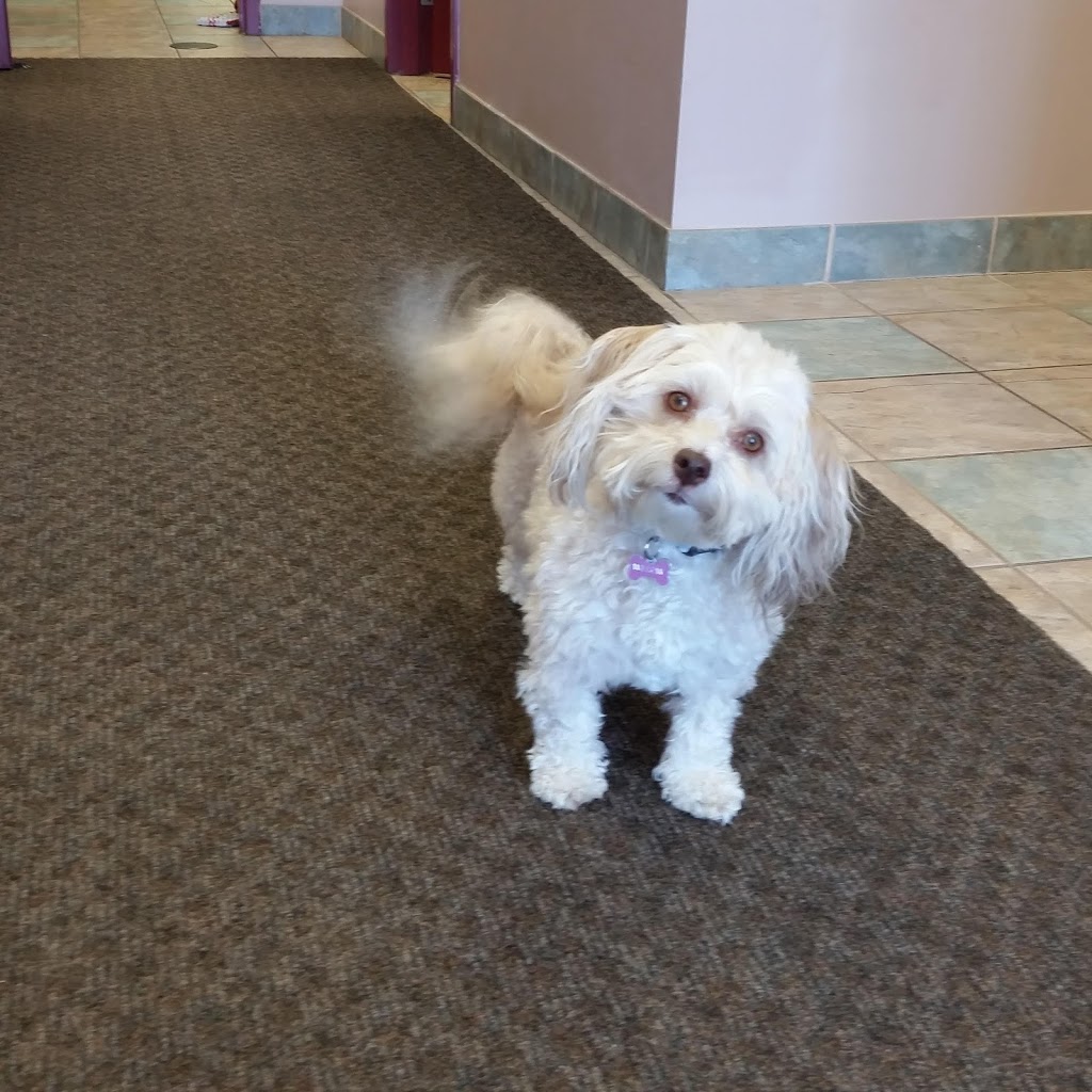 Avonlea Animal Hospital | 3221 Derry Rd W #4, Mississauga, ON L5N 7L7, Canada | Phone: (905) 785-6966