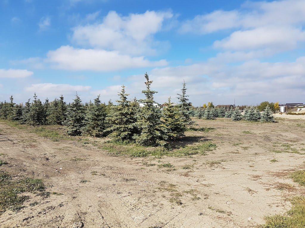 Branched Out Nursery | 41078 Big Hill Springs Rd, Cochrane, AB T4C 1A1, Canada | Phone: (403) 851-1323