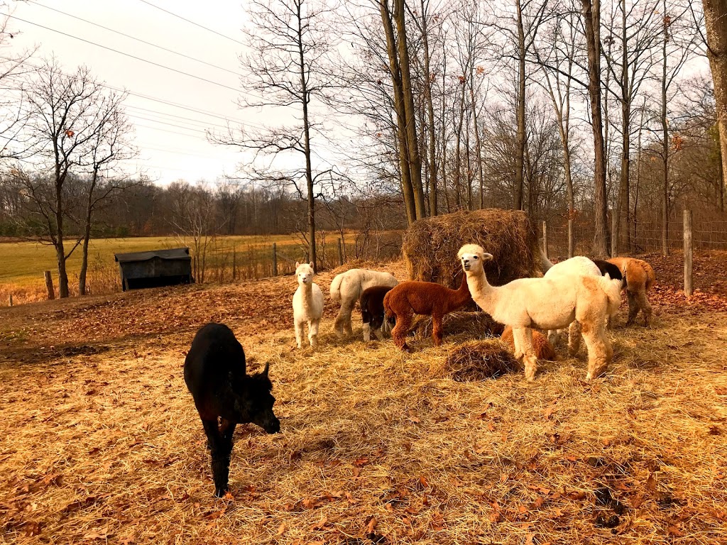 On The Brink Alpacas | 2540 Rosedene Rd, Saint Anns, ON L0R 1Y0, Canada | Phone: (289) 441-1157