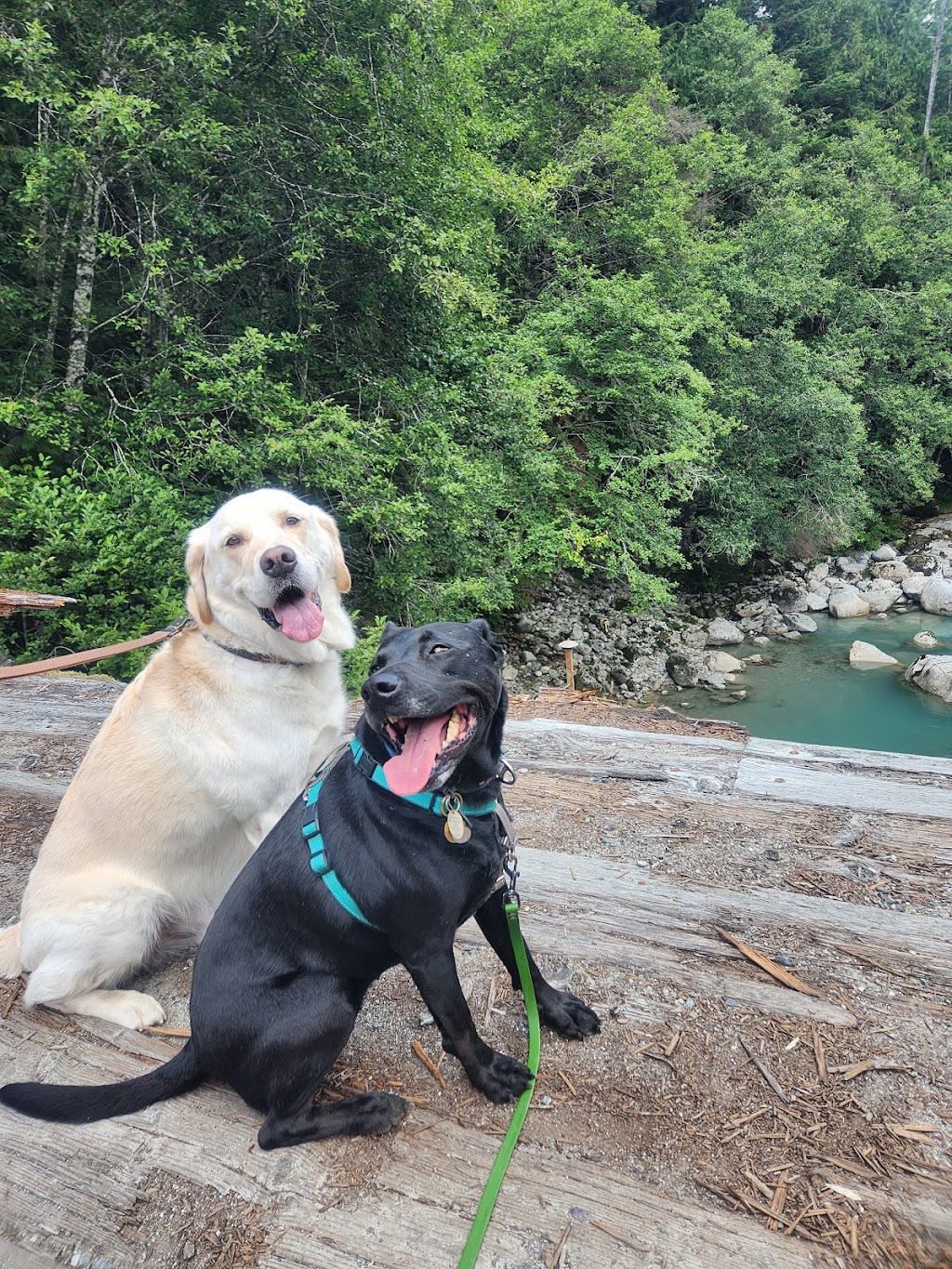 Canine Connection Training - Comox Valley Branch | 2500 Mission Rd, Courtenay, BC V9N 9H1, Canada | Phone: (604) 362-3626