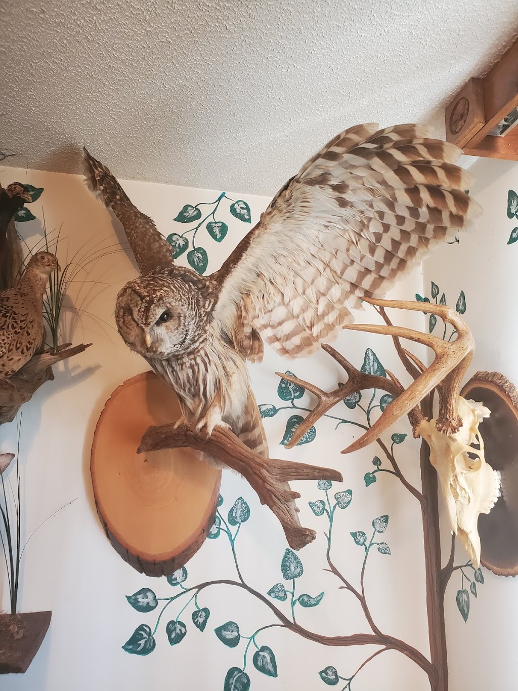 Racks Taxidermy | 3592 Linda St, Innisfil, ON L9S 2L2, Canada | Phone: (705) 294-1440