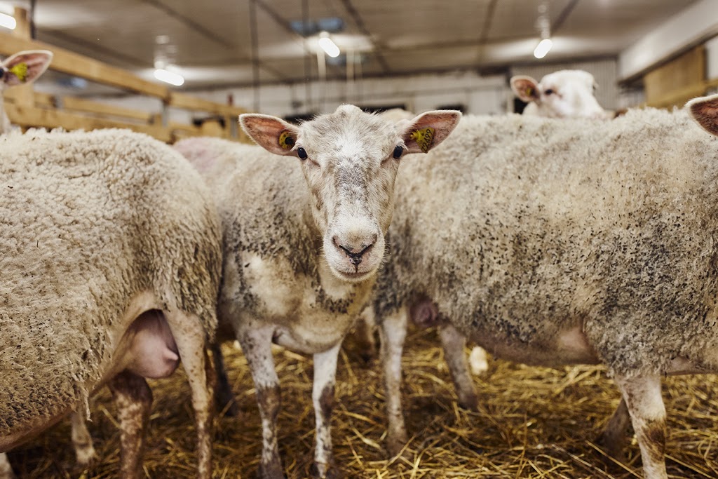 Ferme Eboulmontaise | 2593 Route du Fleuve, Les Éboulements, QC G0A 2M0, Canada | Phone: (418) 633-6767