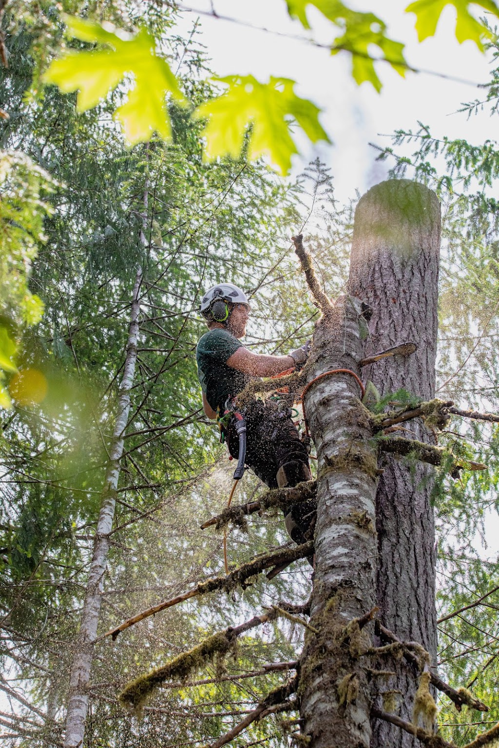 Strathcona Tree Care | 141 Marich Ln, Courtenay, BC V9N 9V2, Canada | Phone: (236) 471-6510