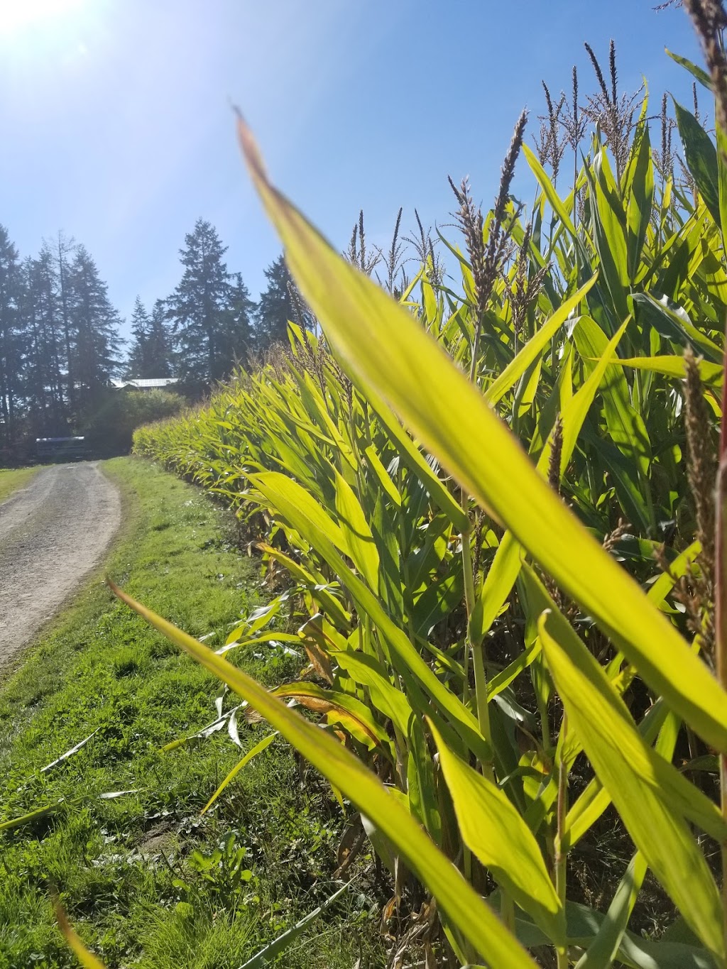 McNabs Corn Maze | 4613 Yellow Point Rd, Ladysmith, BC V9G 1G7, Canada | Phone: (250) 245-0666