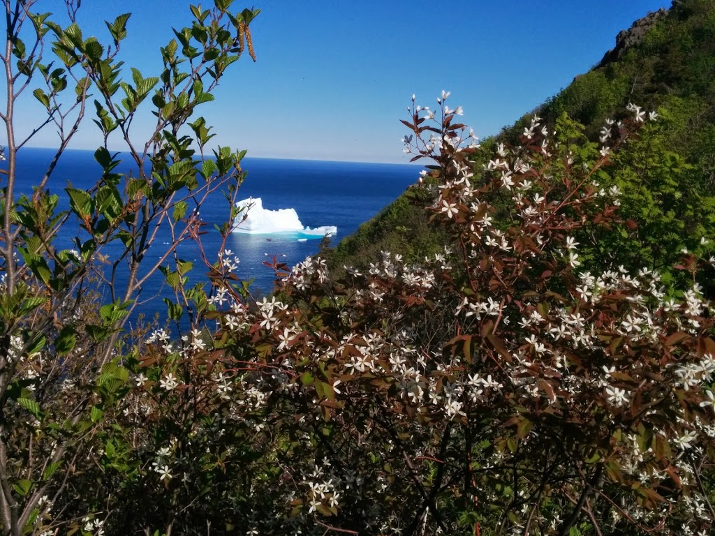 East Coast Trail | St. Johns, NL, Canada