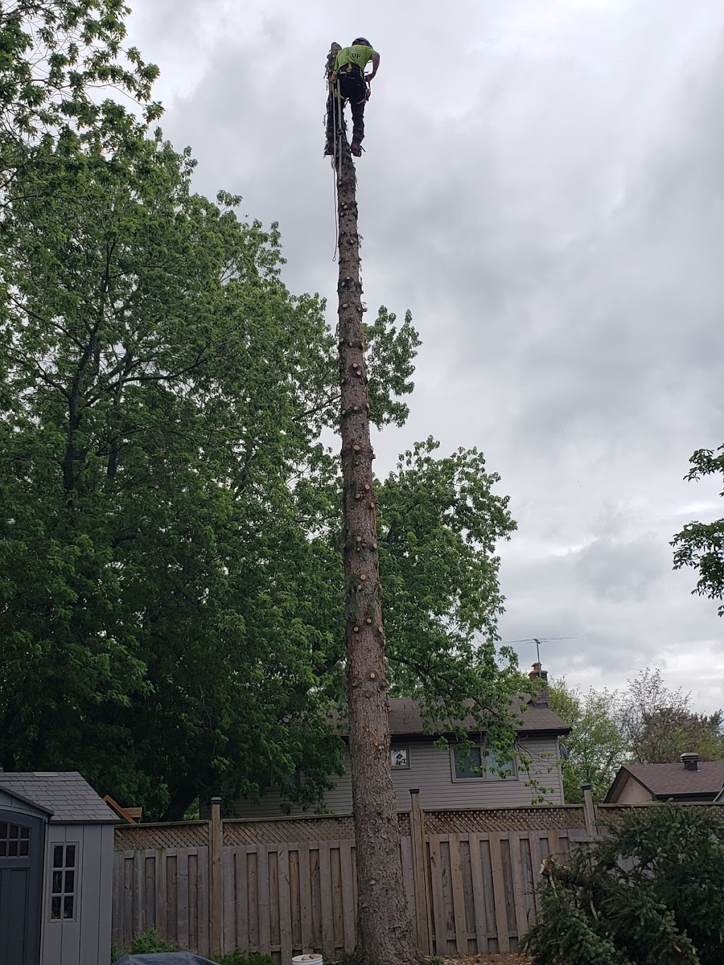 From The Ground Up Tree Services inc | 65 Maple Ave, Inglewood, ON L7C 1J5, Canada | Phone: (519) 217-1706