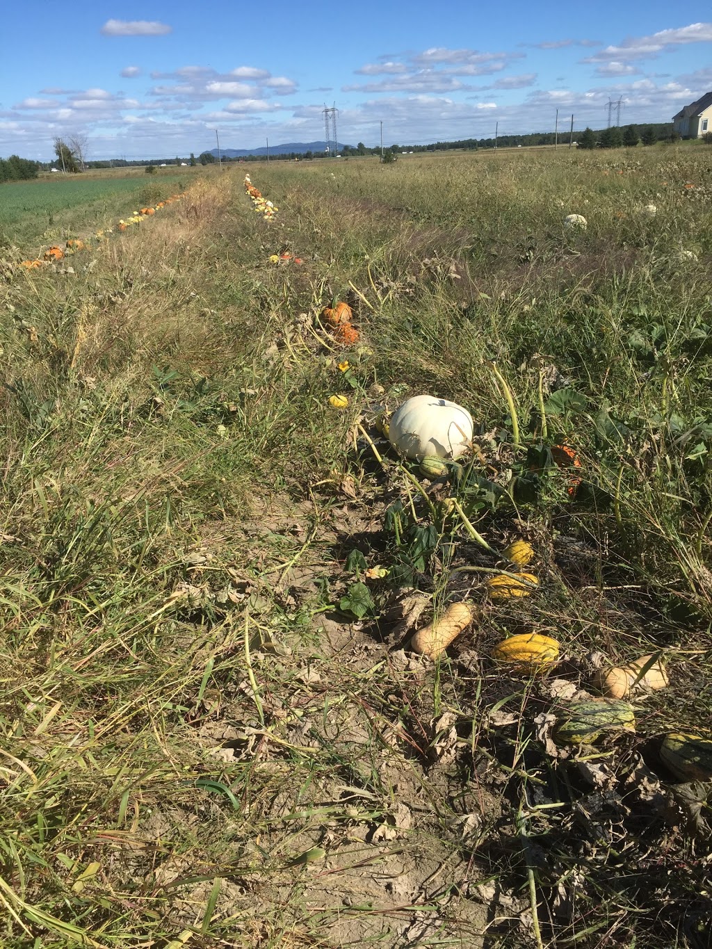 Les Légumes Charbonneau | 133 Chemin du Vide, Sainte-Angèle-de-Monnoir, QC J0L 1P0, Canada | Phone: (450) 460-7567