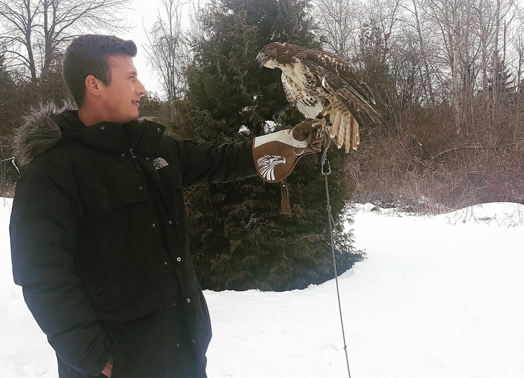 Ontario Falconry Centre | 2434 Holt Rd, Bowmanville, ON L1C 3K7, Canada | Phone: (647) 986-6732