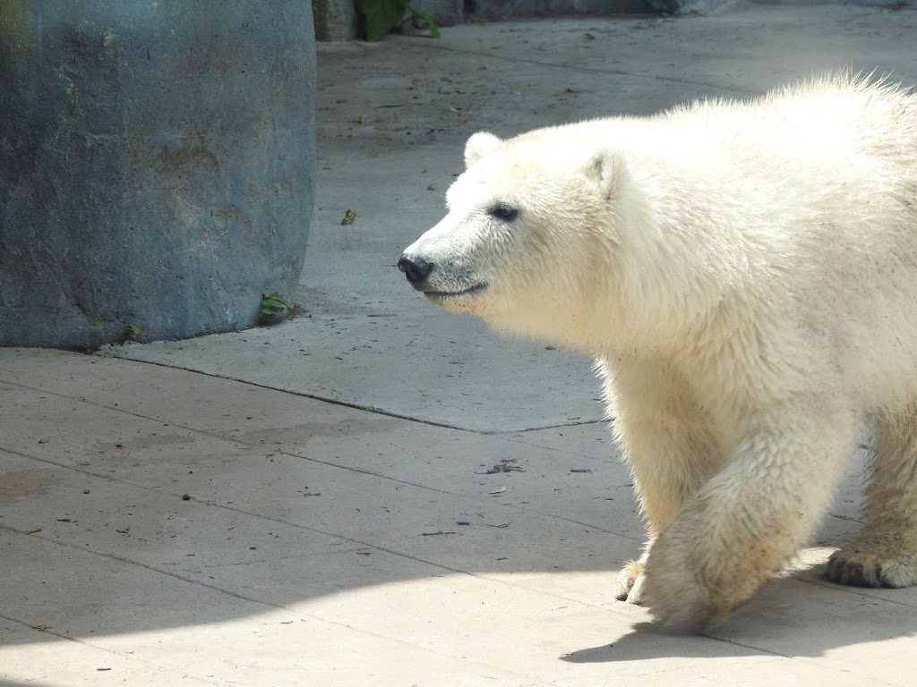 Polar Bear Exhibit | 2000 Meadowvale Rd, Scarborough, ON M1B 5K7, Canada | Phone: (416) 392-5929