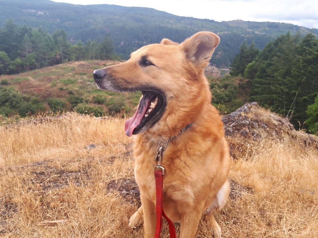 WoofWaggin Dogwalking | 3920 Hi Mt Dr, Victoria, BC V9C 3X9, Canada | Phone: (250) 882-4163