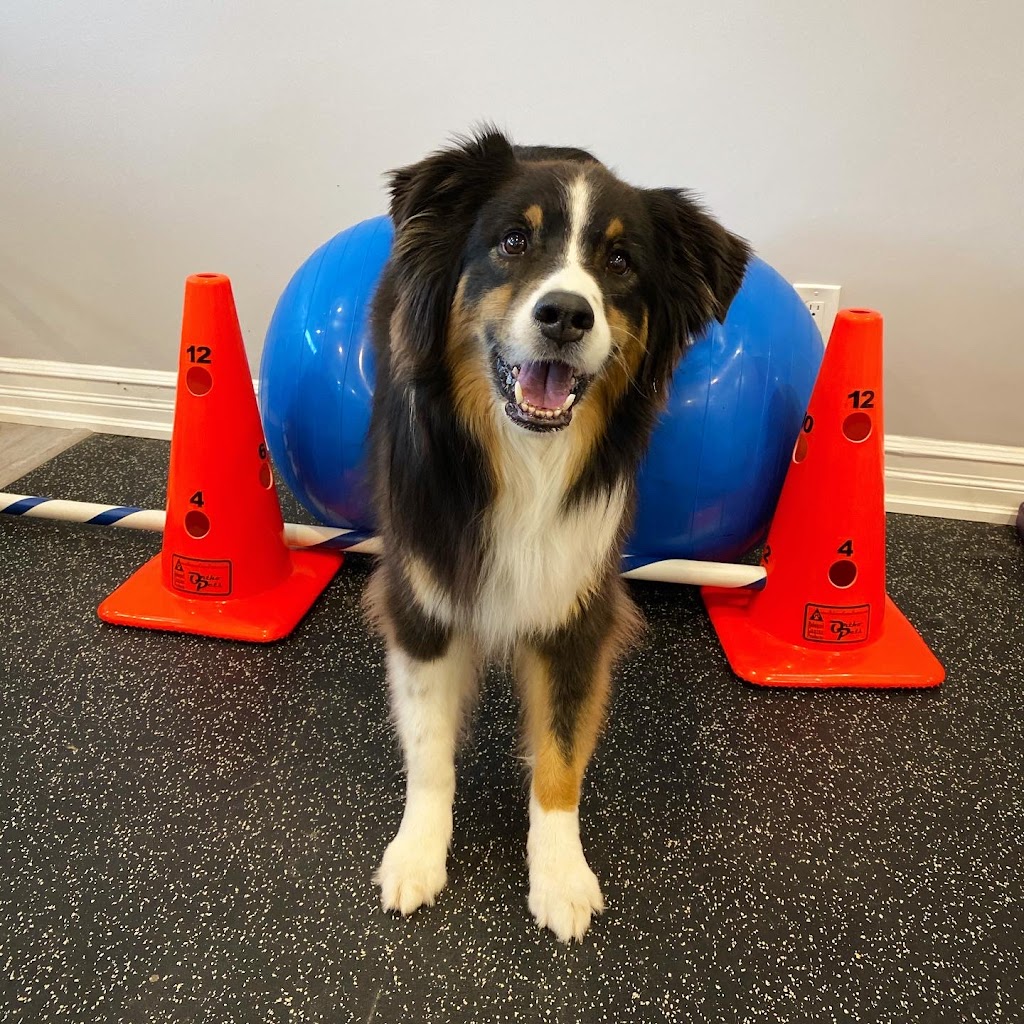 Mobility Matters Pet Rehabilitation | 2387 Lakeshore Rd W, Oakville, ON L6L 1H4, Canada | Phone: (905) 847-9424