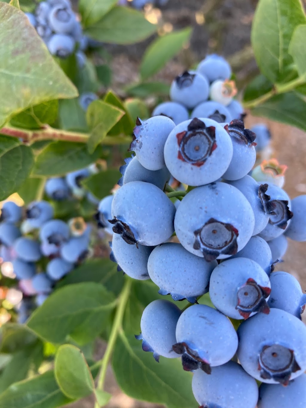 Lidder Blueberry Farms | 8178 176 St, Surrey, BC V4N 6E9, Canada | Phone: (604) 725-1306