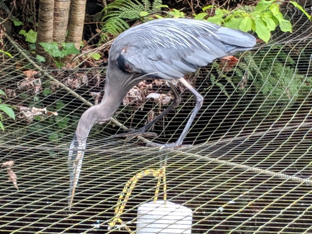 Port Moody Ecological Society (Noons Creek Hatchery) | 340 Ioco Rd, Port Moody, BC V3H 2V7, Canada | Phone: (604) 469-9106