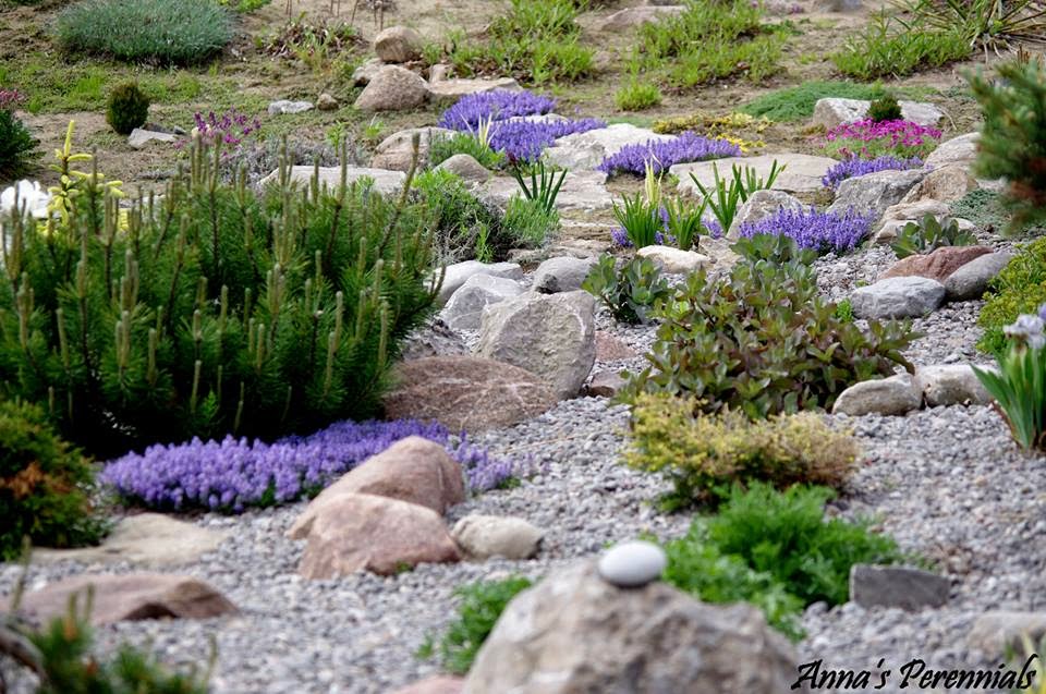 Annas Perennials | 63 Shoreview Road, Lindsay, ON K9V 4R5, Canada | Phone: (705) 799-0062