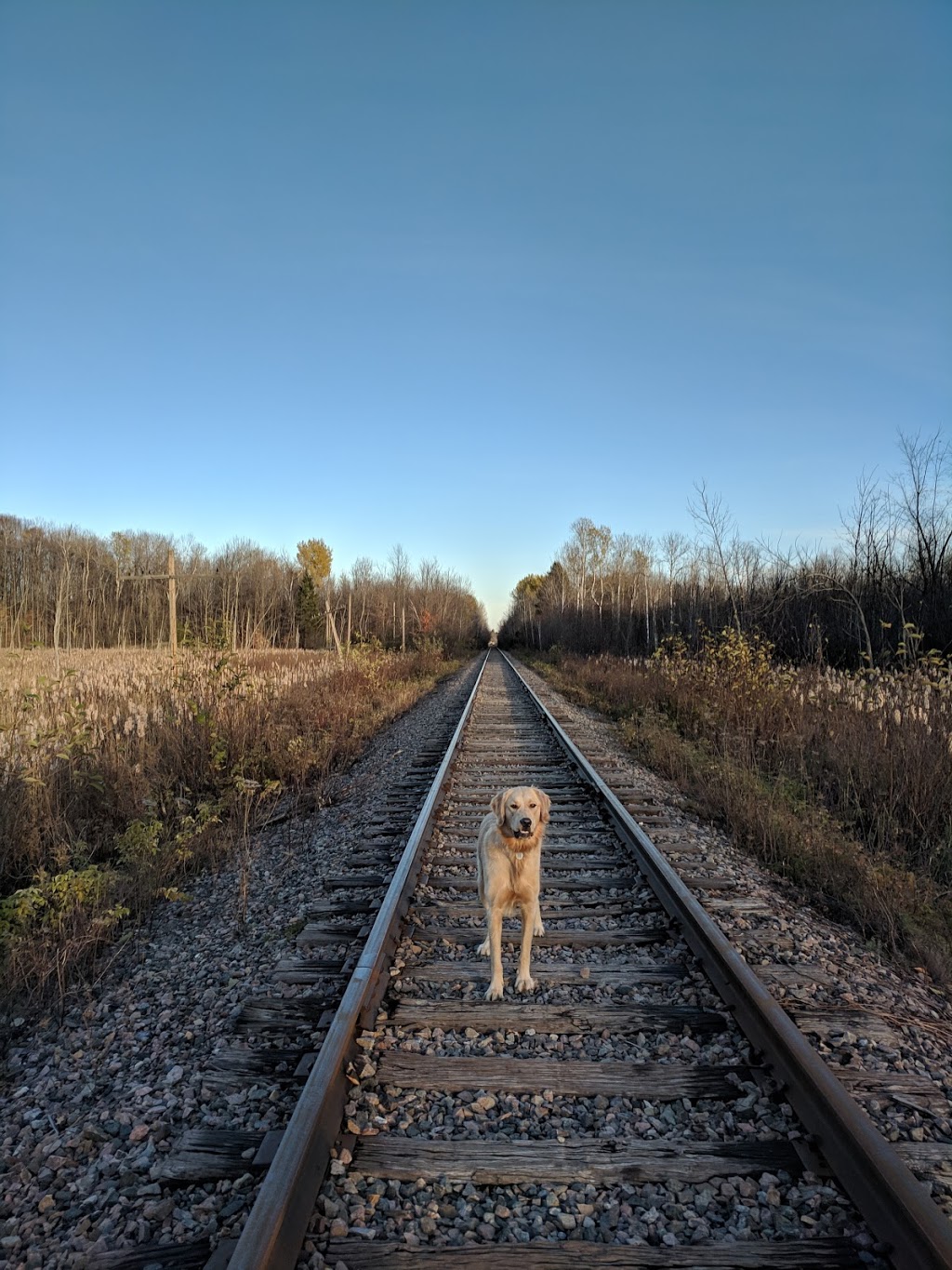 Parc a Chien sans laisse | District Bellevue, Gatineau, QC J8P 1T3, Canada