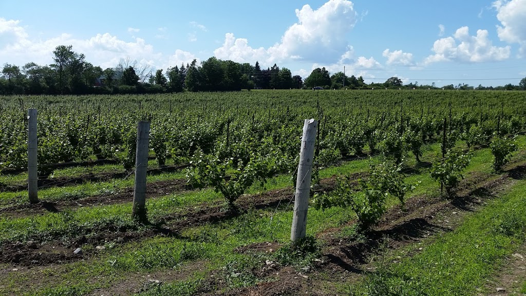 Hillier Creek Estates Winery | 46 Stapleton Rd, Hillier, ON K0K 2J0, Canada | Phone: (613) 399-5114